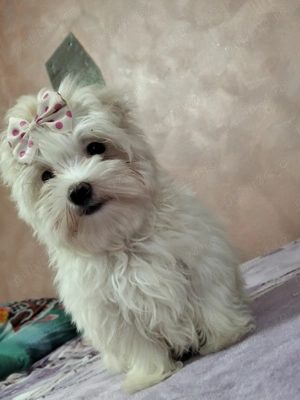 De vânzare bichon maltez  - imagine 4