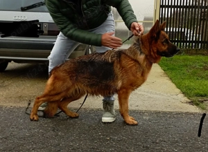 Ciobanesc german cu pedigree  - imagine 2