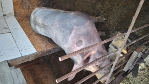 Porci pentru sacrificat - imagine 2