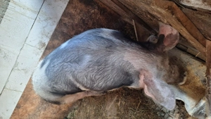 Porci pentru sacrificat - imagine 4