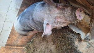 Porci pentru sacrificat - imagine 3