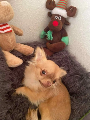 cățel de vanzare mini chiuaua fetiță - imagine 2