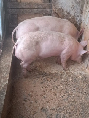 vând vier  - imagine 3