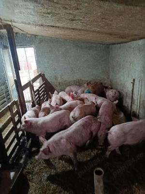 porci de vanzare