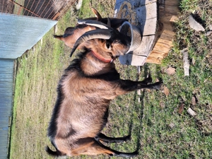 Alpin frabcez 2ani - imagine 3