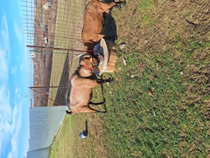 Alpin frabcez 2ani - imagine 5