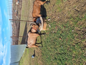 Alpin frabcez 2ani - imagine 4