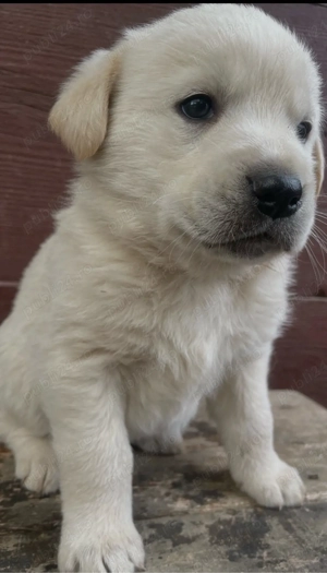 catei Golden Retriever - imagine 3
