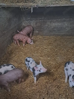 vând purcei  - imagine 2