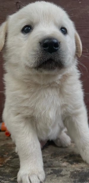 catei Golden Retriever - imagine 4