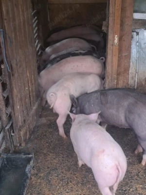 vând purcei  - imagine 3