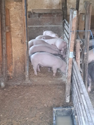 vând purcei  - imagine 5