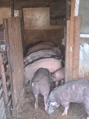 vând purcei  - imagine 2