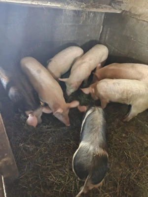 Vand purcei diferite marimi.   - imagine 2