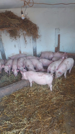Vând purcei de 2 sau 5 luni - imagine 2