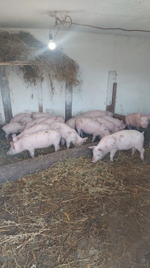 Vând purcei de 2 sau 5 luni - imagine 3