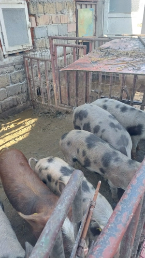 Vând purcei de 2 sau 5 luni