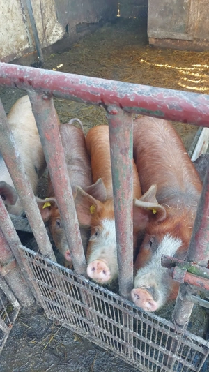 Vând purcei de 2 sau 5 luni - imagine 4