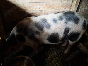 Vand scroafa gestanta