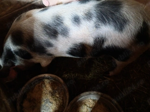 Vand scroafa gestanta - imagine 2