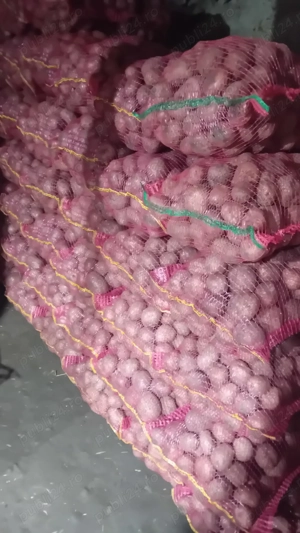 Cartofi Bellarosa - imagine 2