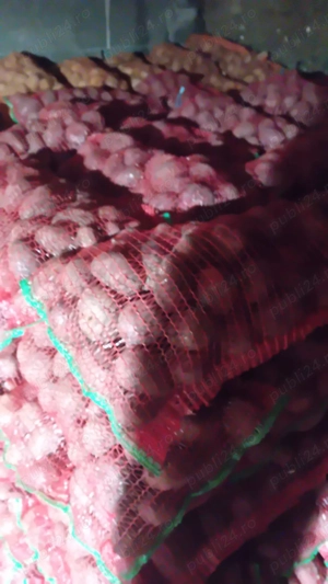 Cartofi Bellarosa - imagine 3