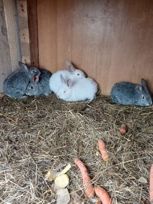 vand pui de iepure  - imagine 2