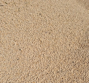 Mazare samanta Salamanca 