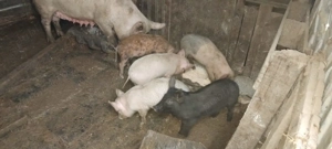 Animale de.companie  - imagine 4