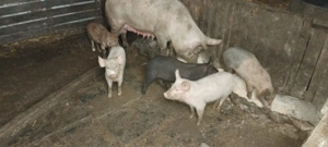 Animale de.companie  - imagine 2