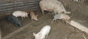 Animale de.companie  - imagine 3