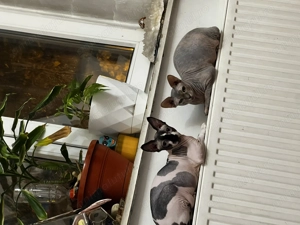 Se dau spre adopție 2 pisici sphynx