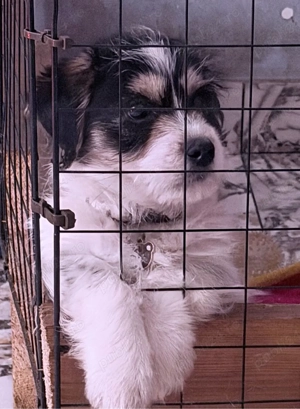 bihon havanez baietei - imagine 2