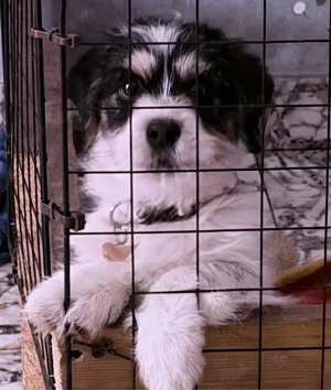 bihon havanez baietei