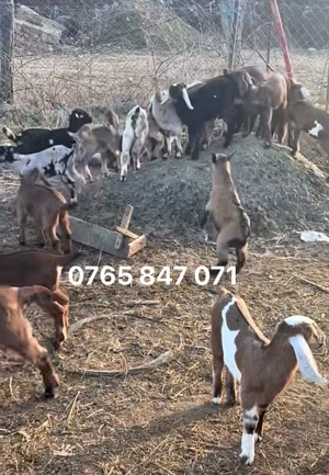 Vand capre sunati pentru detali nu dati sms!!!!