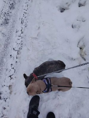 Bulldog francez foarte frumos  - imagine 3