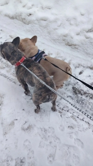 Bulldog francez foarte frumos  - imagine 2