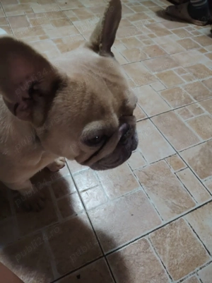Bulldog francez foarte frumos  - imagine 5