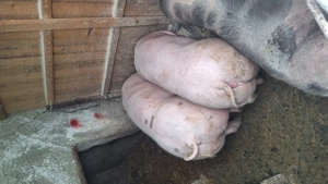 Porci de vanzare 120 -160kg - imagine 2
