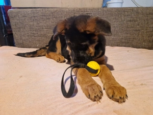 Ciobanesc german cu pedigree - imagine 3