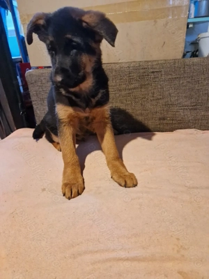 Ciobanesc german cu pedigree - imagine 2