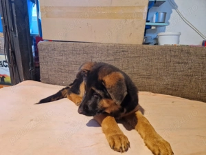 Ciobanesc german cu pedigree - imagine 4