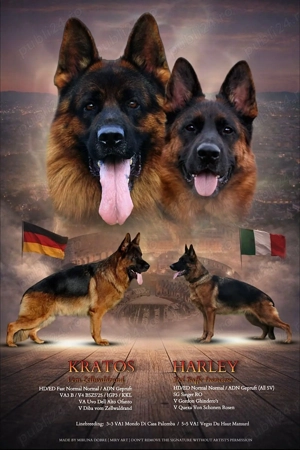 Ciobanesc german cu pedigree - imagine 5