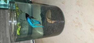 Vand pest betta Masculi si Femele