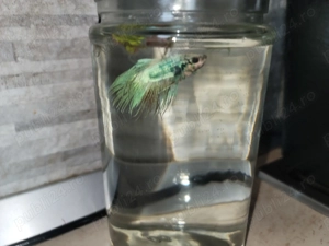 Vand pest betta Masculi si Femele - imagine 4