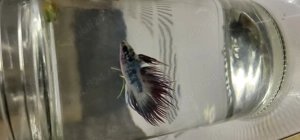 Vand pest betta Masculi si Femele - imagine 3