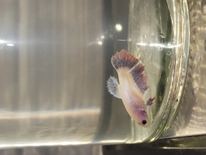 Vand pest betta Masculi si Femele - imagine 5