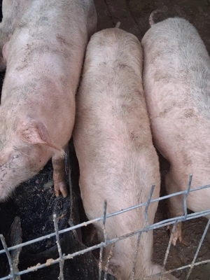 Grasuni de tara  - imagine 3