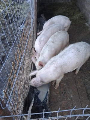 Grasuni de tara  - imagine 4