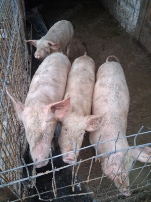 Grasuni de tara  - imagine 5